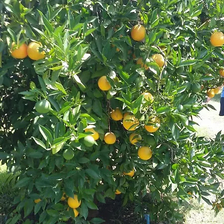 Kus Yuvasi Bed & Breakfast