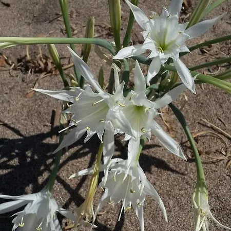 فندق مبيت وإفطار Kus Yuvasi Çıralı